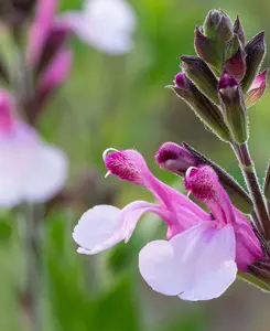 Salvia Collection - 6 different Salvias chosen from the best in our nursery