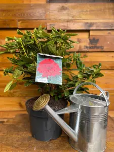 Direct Plants Rhododendron Lord Roberts Evergreen Shrub Plant Extra Large in a 10 Litre Pot