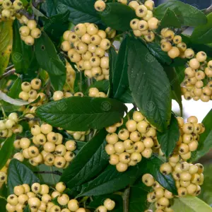 Cotoneaster Rothschildianus Tree - Clusters of Yellow Berries, White Flowers (5-6ft)