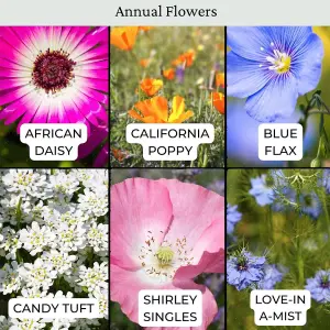 Dwarf Meadow 100% Wildflower Seeds Low Growing Perennial Seed 1kg