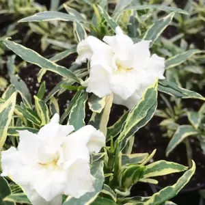 Gardenia Golden Crown Garden Plant - Fragrant White Flowers, Compact Size (15-30cm Height Including Pot)