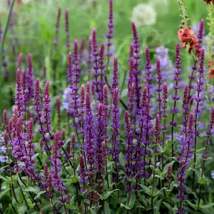 Caradonna Balkan Clary Meadow Sage Perennials Flowering Plants Salvia 2L Pot