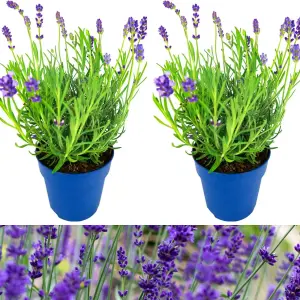 2 x Lavender Hidcote Plants - English Lavender Bush in a 13cm Pot Ready to Plant