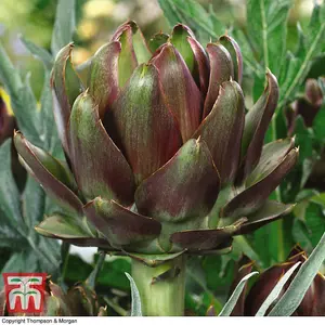 Artichoke Italian Purple 1 Seed Packet (25 Seeds)