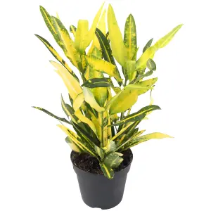 Codiaeum 'Sunny Star' Plant - Bright Leaf Variegations, Ideal for Home or Office, Easy to Maintain (30-40cm)