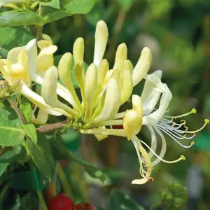 Honeysuckle Lonicera Scentsation 3 Litre Potted Plant x 2