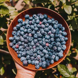 Blueberry Brigitta - Vaccinium corymbosum, Fruit-Bearing Shrub (30-50cm Height Including Pot)