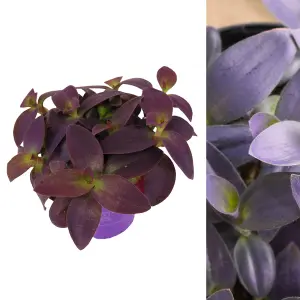 1 x Tradescantia Pallida Purple Heart Indoor Plant in 12cm Pot - Trailing House Plant with Eye Catching Foliage - Easy to Care For