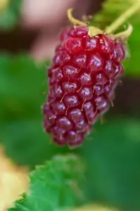 Lincolnshire Fruits Tayberry (medana) Potted 3Litre