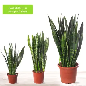 Sansevieria Black Coral - Indoor House Plant for Home Office, Kitchen, Living Room - Potted Houseplant (30-40cm)