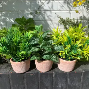 22cm Foliage Honey Plant Light Green in Terracotta Pot