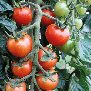 Tomato Primabella 1 Seed Packet