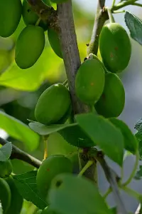 Lincolnshire Fruits Victoria Plum Potted 12 Litre 1.5m Tree