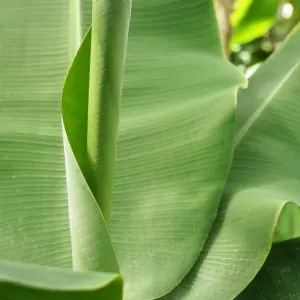 Musa basjoo (Japanese Fibre Banana) in 9cm Pot - Indoor Plant