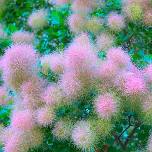 Cotinus Candy Floss - Smoke bush in a 9cm pot