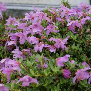 Rhododendron Keleticum (15-25cm Height Including Pot) Garden Plant - Compact Shrub, Lavender Blooms