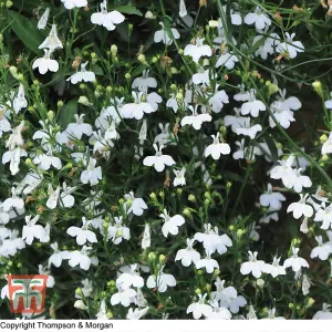 Lobelia White Cascade 1 Seed Packet (1000 Seeds)