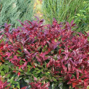 Leucothoe Scarletta Plant in 2L Pot with Hessian Gift Wrap - Dog Hobble Evergreen Shrub - Easy to Grow Christmas Gardening Gift