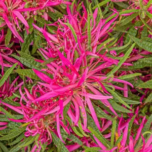 Azalea Starstyle Pink 10.5cm Potted Plant x 1