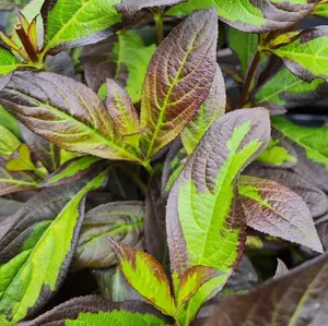 Weigela Camouflage - Multicoloured Foliage, Red Flowers, Hardy Shrub (15-25cm Height Including Pot)