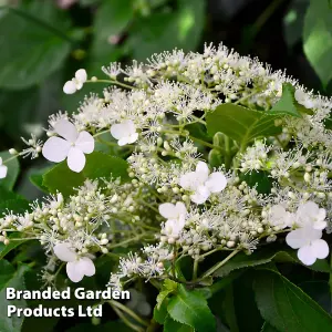 Hydrangea Petiolaris - 9 Litre Potted Plant x 1 - RHS Award of Garden Merit - Shade Tolerant