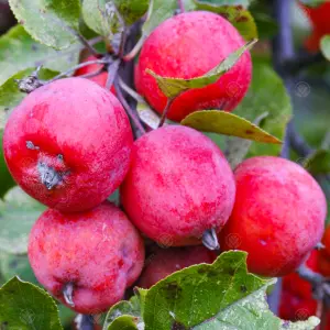 Malus Neville Copeman Tree - Crab Apple Tree, Pink-Purple Flowers, Tasty Fruit, Low Maintenance (5-6ft)