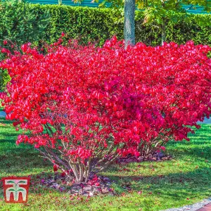 Euonymus Alatus Compactus 3.6 Litre Potted Plant 25-30cm x 2