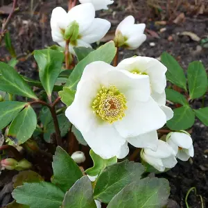 White Helleborus Christmas Rose Plant in 13cm Pot - Autumn Winter Flowering Shrub Ready to Plant