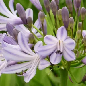 Agapanthus Megans Mauve - Agapanthus africanus, Deciduous Perennial (10-20cm Height Including Pot)