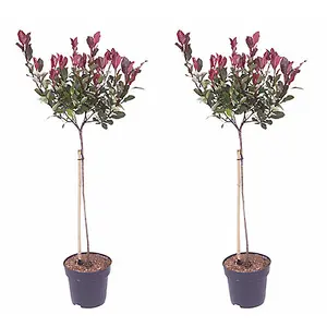 YouGarden Photinia 'Little Red Robin' Standard Trees in 3L Pots 70-80cm Tall Supplied as a Pair of Photinia Standard Trees in Pots