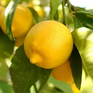 Citrus Lemon Tree in 12cm Pot - Mini Indoor Tree - Edible Fresh Fruit