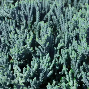 Juniperus Blue Chip - Blue-Green Foliage, Upright Columnar Evergreen Conifer Shrub (15-30cm Height Including Pot)