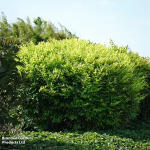 Nandina domestica Magical Lemon and Lime 9cm Pot x 1