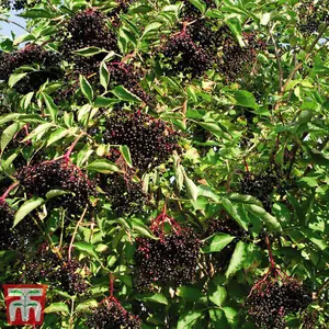 Hedge Elderberry (Sambucus nigra) 10 bare root plants