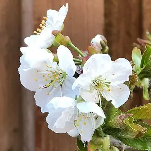 Stella Cherry Fruit Tree in a 5L Pot 90-110cm Tall on Dwarf Rootstock - for Patios and Pots, Small Gardens, Delicious Soft Fruit