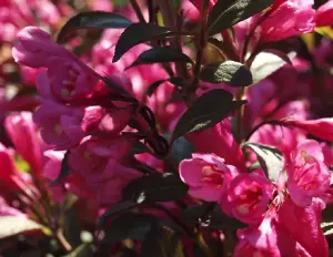 Weigela Florida Purperea Purple Leaf Flowering Shrub Large Plant in a 3 Litre Pot