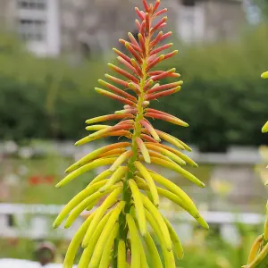 Kniphofia Rufa Rasta Garden Plant - Red Hot Poker Plant, Compact Size (15-25cm Height Including Pot)