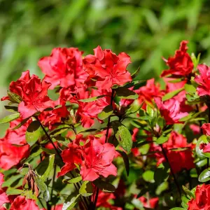 Azalea japonica Red 17cm Potted Plant x 1