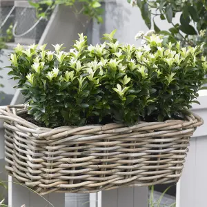 Euonymus Paloma Blanca Garden Shrub - White Flowers, Compact Size (10-30cm Height Including Pot)