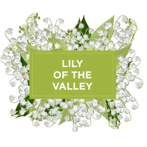 Glade Solid Gel Air Freshener 150g Lily Of The Valley