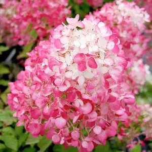 Hydrangea Diamant Rouge 3.6 Litre Potted Plant x 1