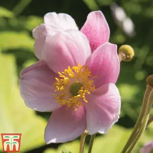 Japanese Anemone Collection 9 Bare Root Plants