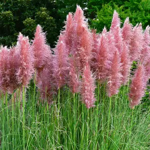 YouGarden Pampas Grass Collection, Set of Three Established Pampas Grass in 9cm Pots, Ready to Plant for Garden Displays, Pink and