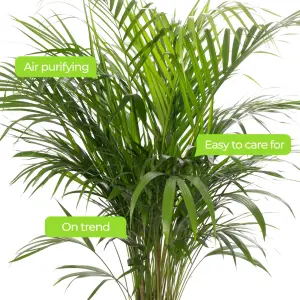 Areca Palm - Lush Tropical Houseplant for Indoor Spaces (90-100cm Height Including Pot)