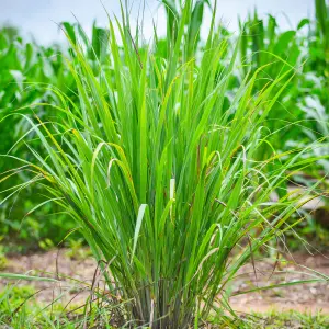 Carex JS Greenwell - Ornamental Grass, Compact Size, Evergreen (15-30cm Height Including Pot)