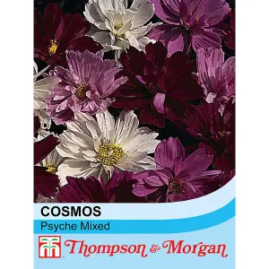 Cosmos Psyche 1 Packet (100 Seeds)