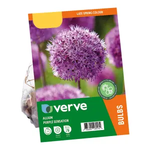 Allium Purple Sensation 8 Flower bulbs