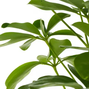 Schefflera Nora - Indoor House Plant for Home Office, Kitchen, Living Room - Potted Houseplant (30-40cm)