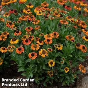 Helenium Short n Sassy 9cm Potted Plant x 1