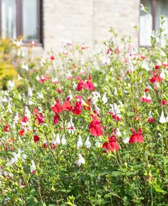 Salvia Collection - 6 different Salvias chosen from the best in our nursery